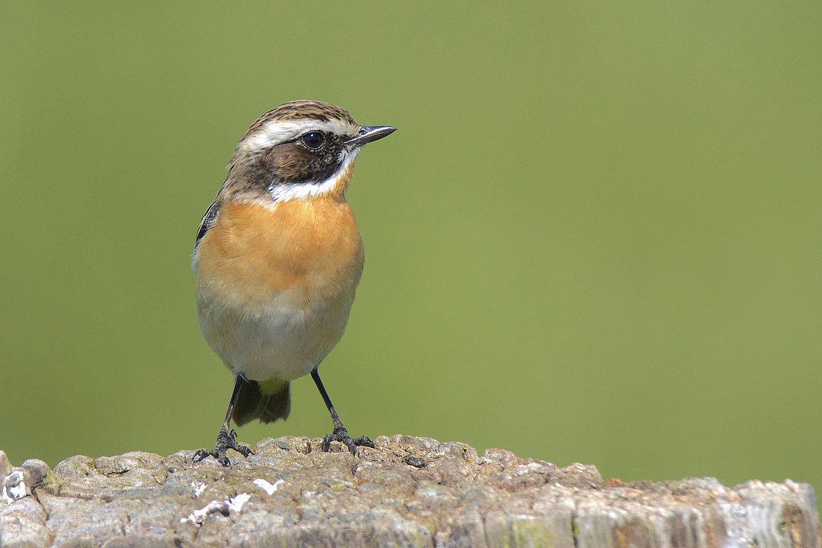 AltkreisBlitz: Braunkehlchen Ist "Vogel Des Jahres 2023"