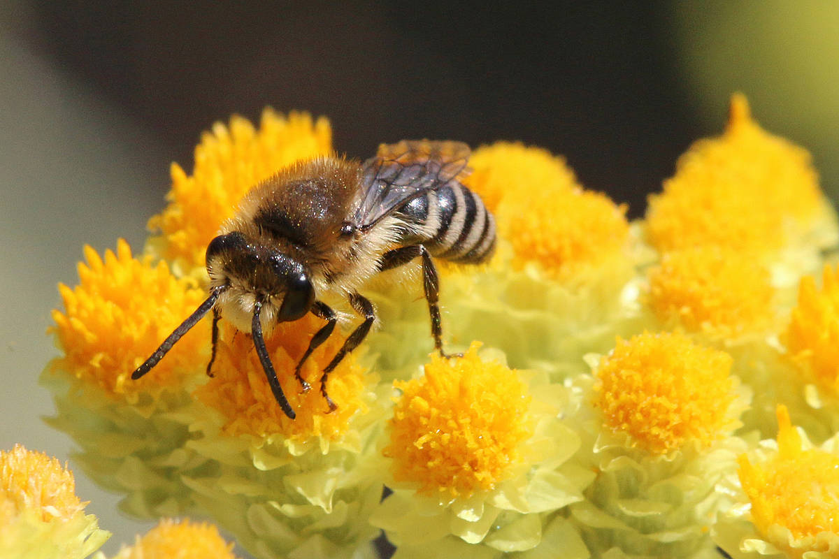 AltkreisBlitz: Pflanzen- Und Insekten-Exkursion Zu Den Sand ...